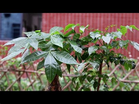 室外擋煞植物|專家推薦：最強擋煞植物